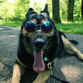 Photographie de chien à lunettes