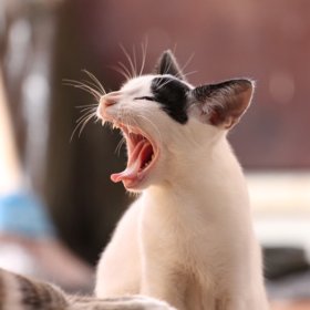 Chat pris au dépourvu en train de bailler