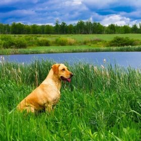 Photographie de chien en HDR avec des ombres et des lumières