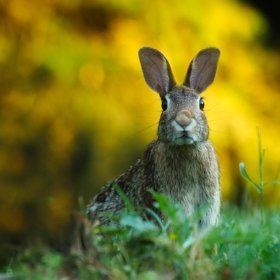 Photographie de lapin avec un fond flou dû à la distance focale courte