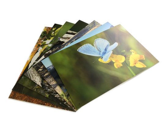 Plusieurs photos sur Forex