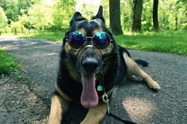 Photographie de chien à lunettes