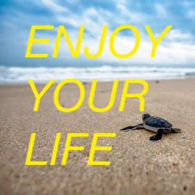 Un bébé tortue et la mention "enjoy your life"